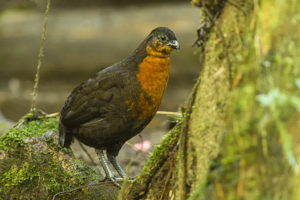 File:Dark-backed wood quail (Odontophorus melanonotus).jpg