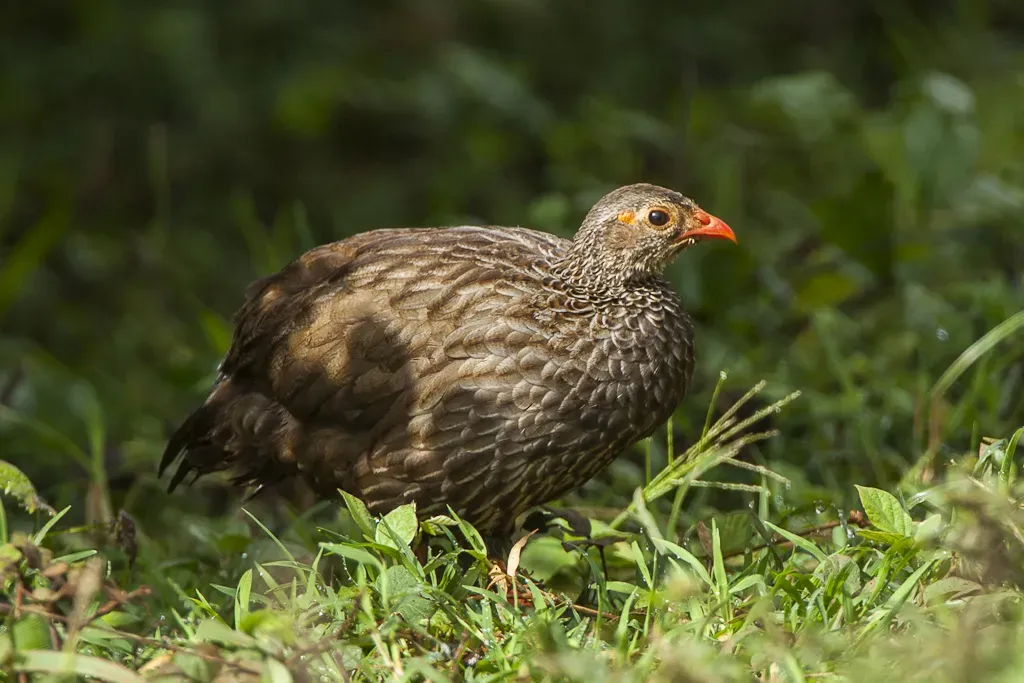 File:Scaly francolin (Pternistis squamatus).jpg