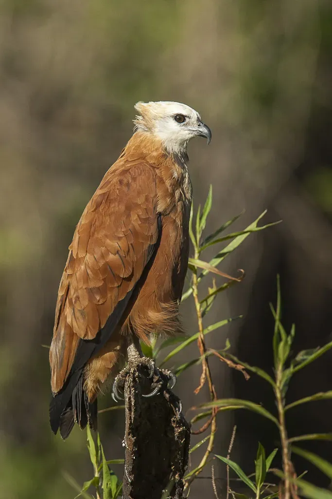 File:Black-collared hawk (Busarellus nigricollis).jpg