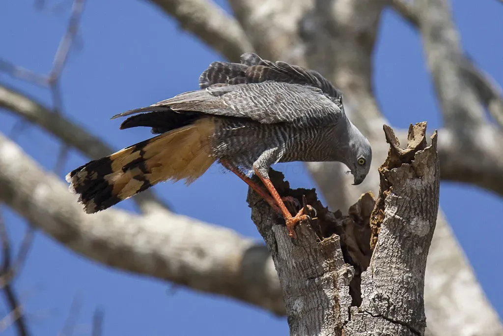 File:Crane hawk (Geranospiza caerulescens).jpg