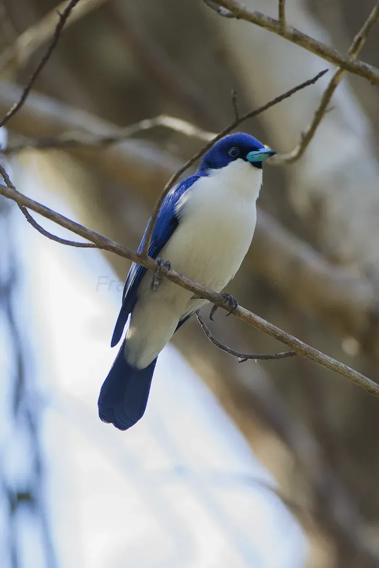 File:Blue vanga (Cyanolanius madagascarinus).jpg