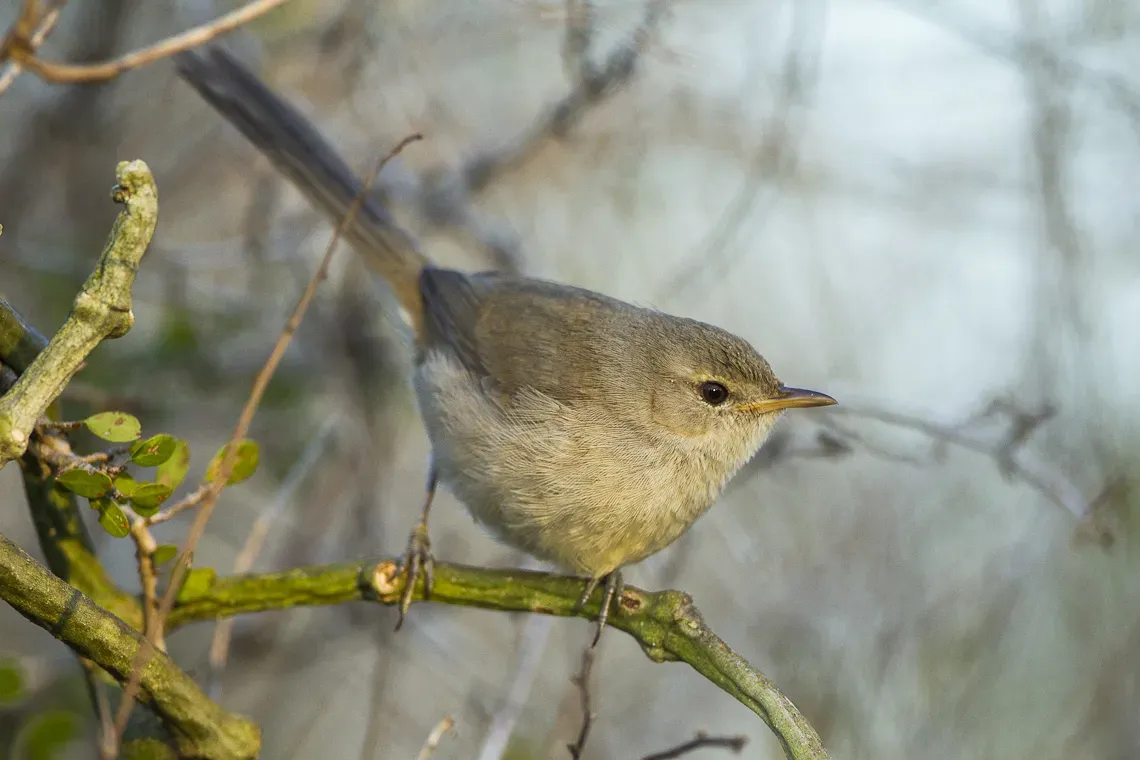 File:Subdesert brush warbler (Nesillas lantzii).jpg
