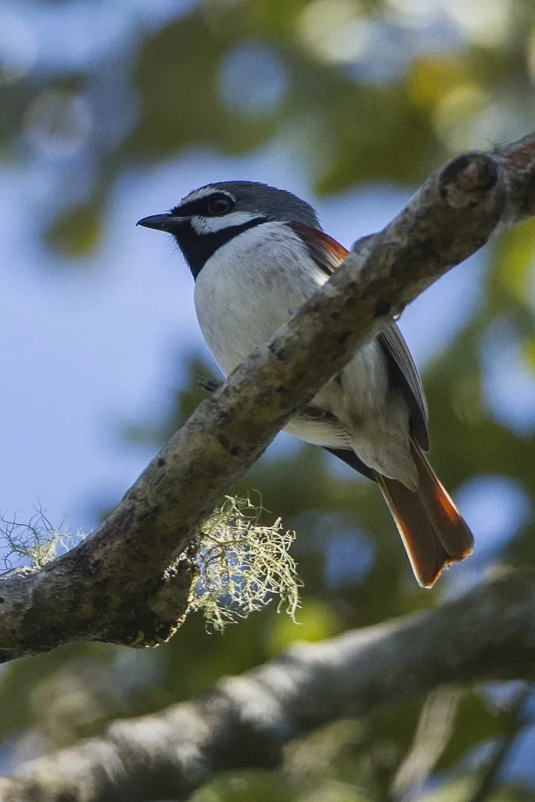 File:Red-tailed vanga (Calicalicus madagascariensis).jpg
