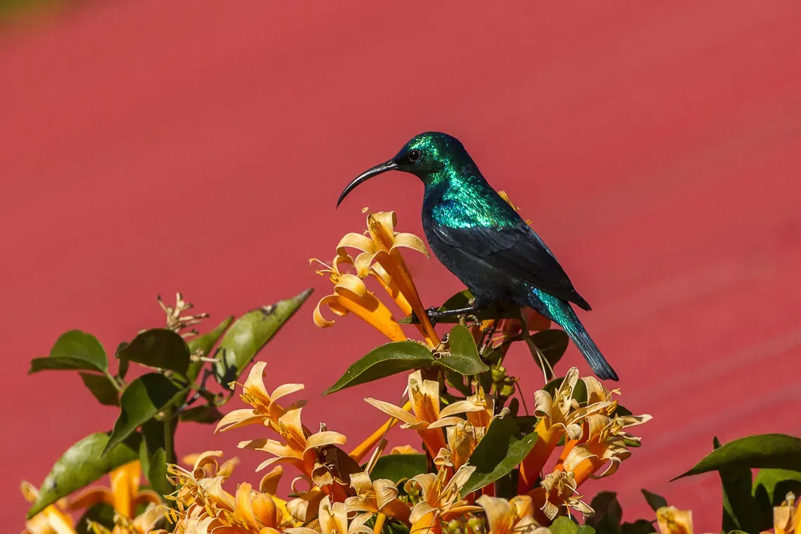 File:Malagasy green sunbird (Cinnyris notatus).jpg