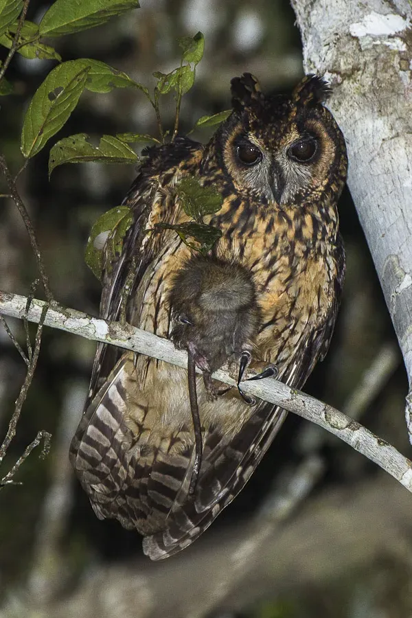 File:Madagascan owl (Asio madagascariensis).jpg