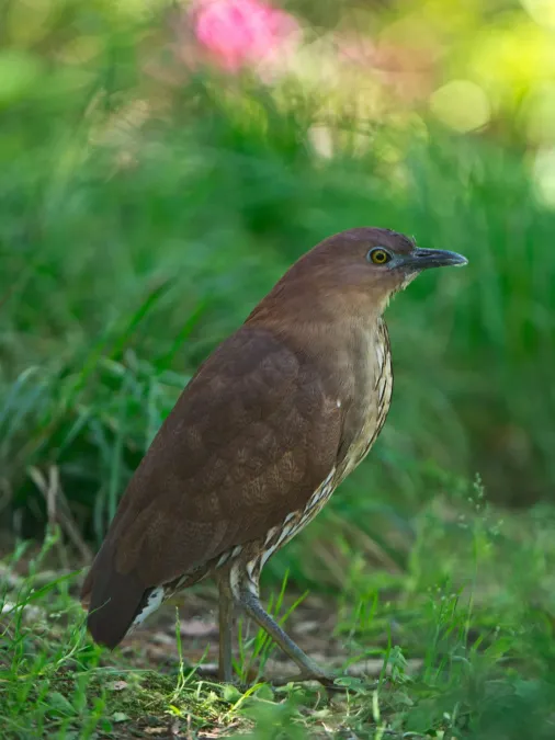 File:Japanese night heron (Gorsachius goisagi).jpg