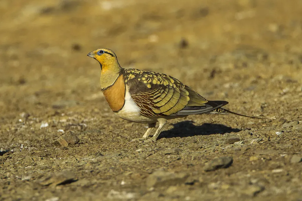 File:Pin-tailed sandgrouse (Pterocles alchata).jpg