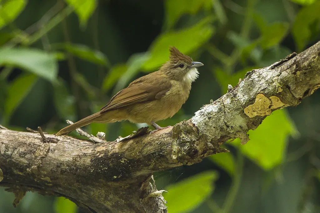 File:Ochraceous bulbul (Alophoixus ochraceus).jpg