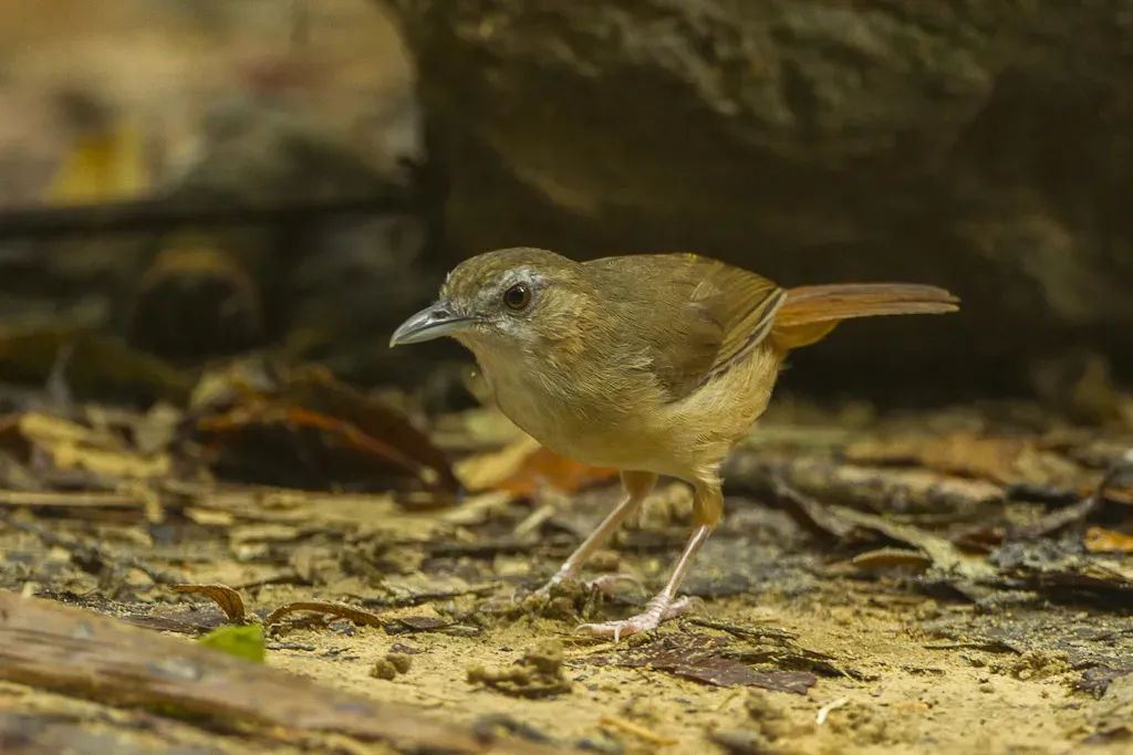 File:Abbott's babbler (Malacocincla abbotti).jpg