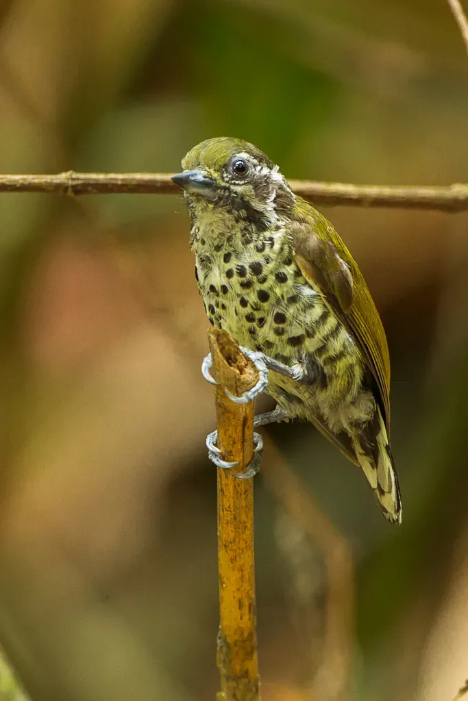 File:Speckled piculet (Picumnus innominatus).jpg