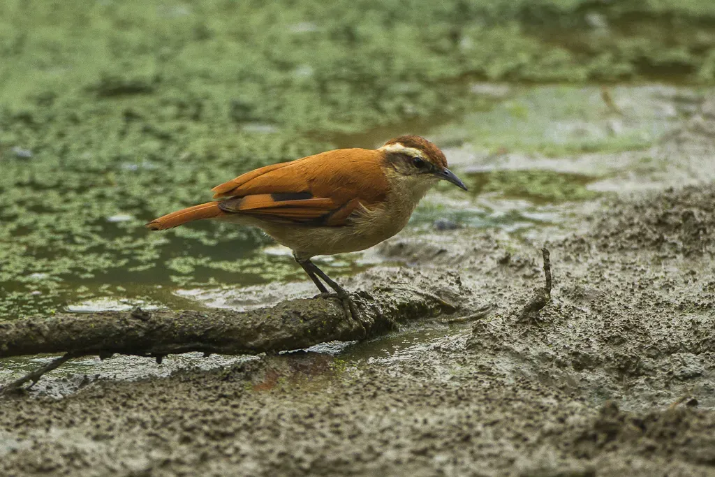 File:Tail-banded hornero (Furnarius figulus).jpg