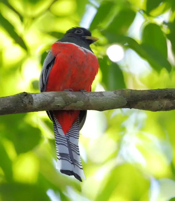 File:Trogon collaris - Collared Trogon.JPG