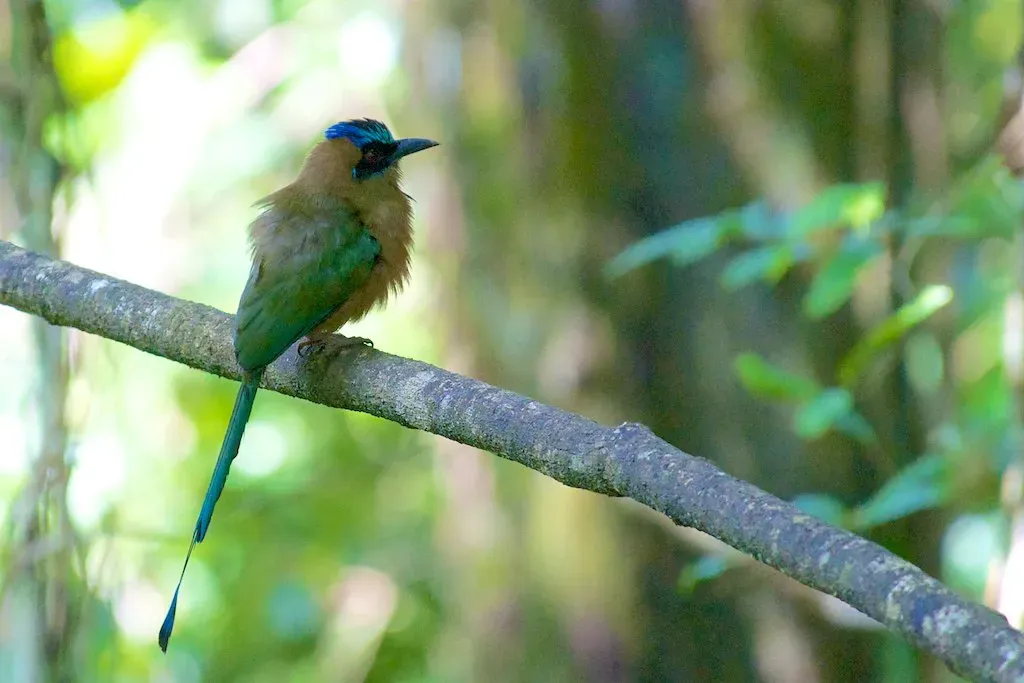 File:Momotus subrufescens, Panama 6.jpg