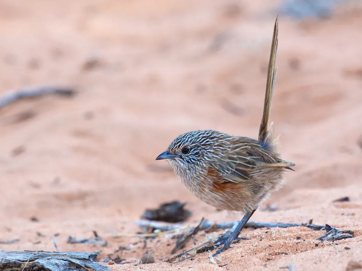File:Amytornis textilis - Thick-billed Grasswren.jpg