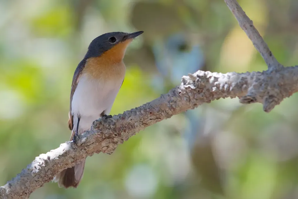 File:Myiagra ruficollis - Broad-billed Flycatcher.jpg