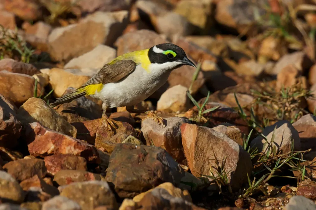 File:Melithreptus gularis laetior - Black-chinned Honeyeater (Golden-backed HE).jpg