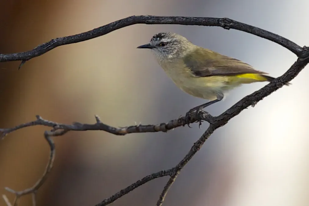 File:Acanthiza chrysorrhoa - Yellow-rumped Thornbill.jpg