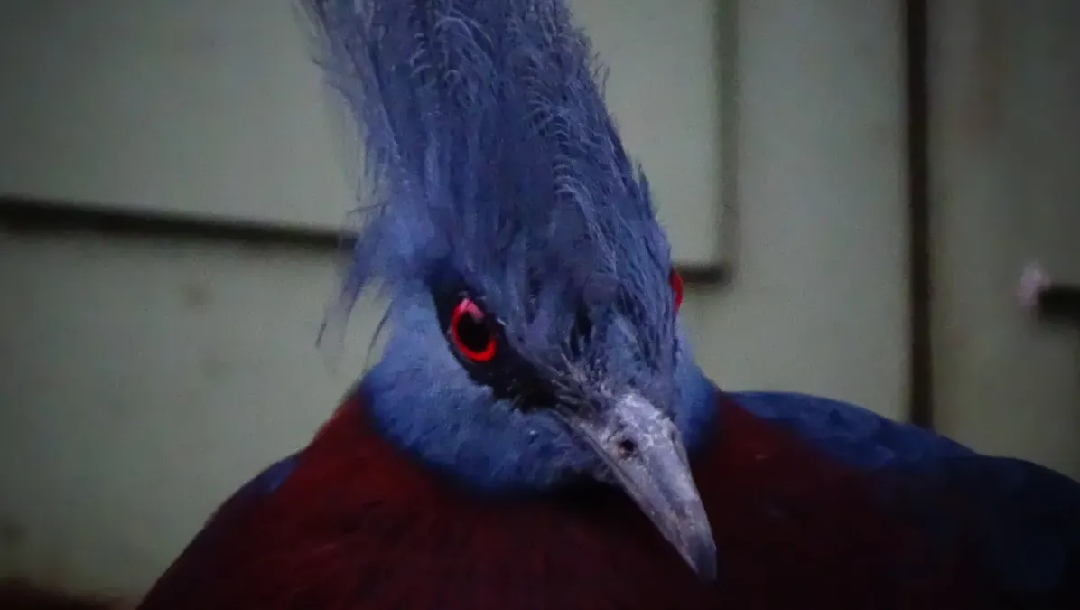 File:Goura scheepmakeri wiki13.JPG