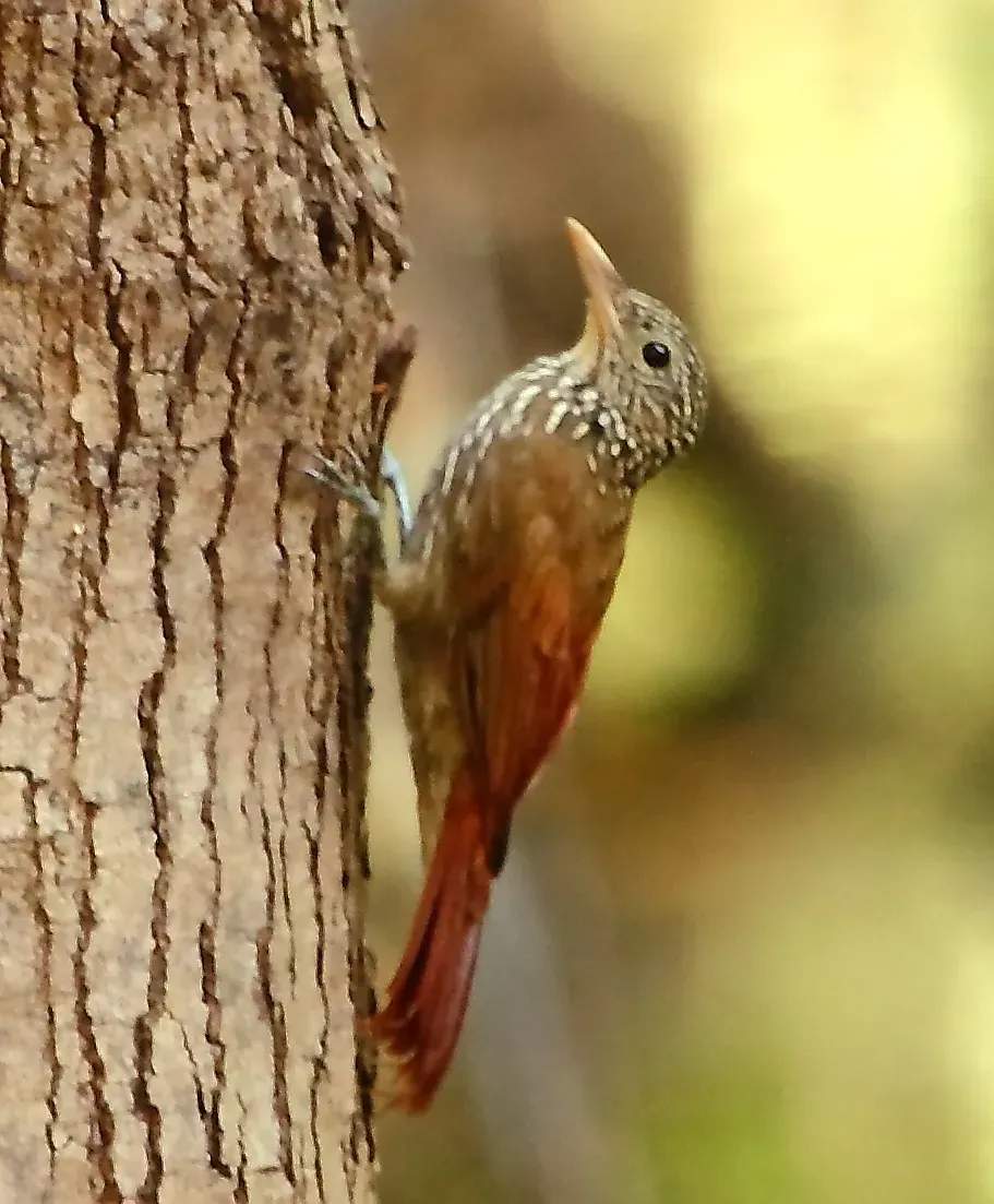 File:Xiphorhynchus obsoletus - Striped Woodcreeper.JPG