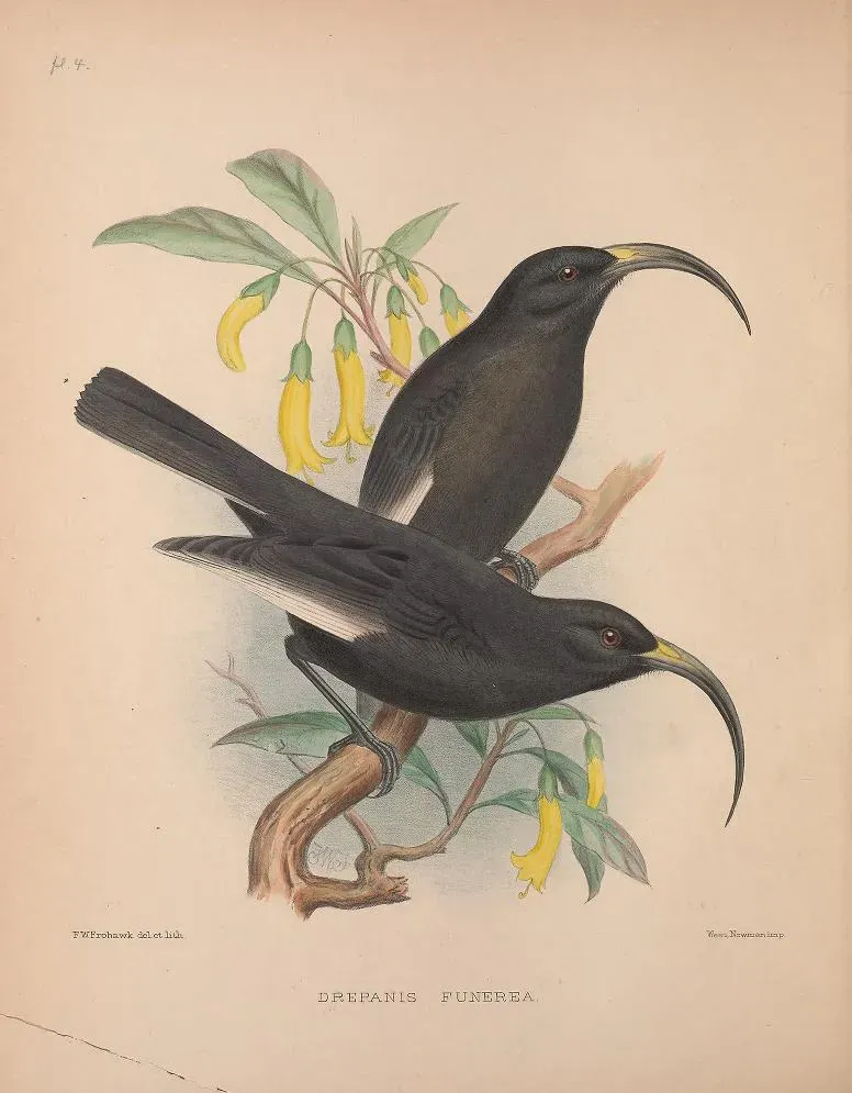 File:Drepanis funerea from 'The Birds of the Sandwich Islands'.jpg