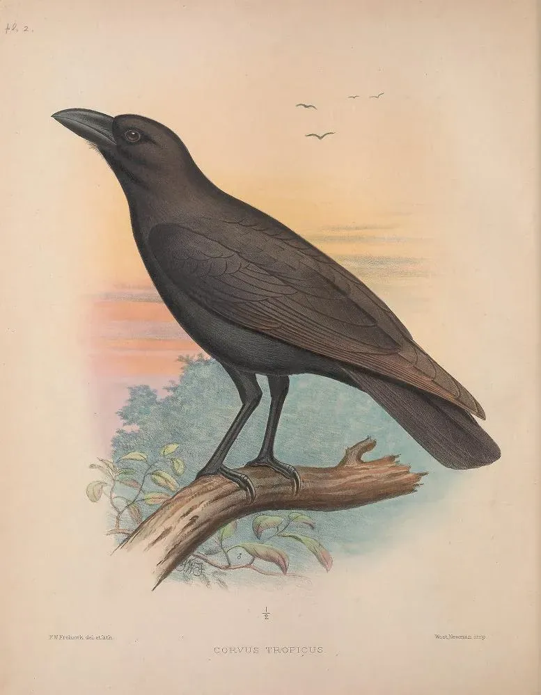 File:Corvus hawaiiensis in 'The Birds of the Sandwich Islands'.jpg