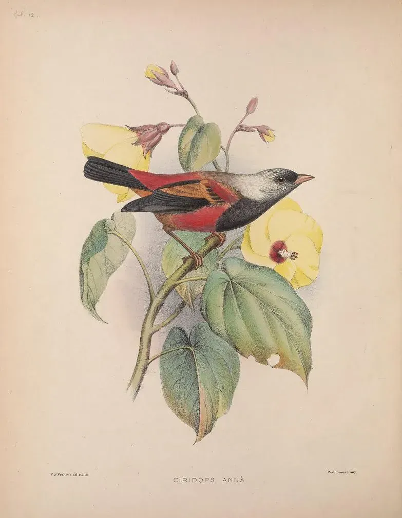 File:Ciridops anna AvesHawaiienses00Wils 0082.jpg