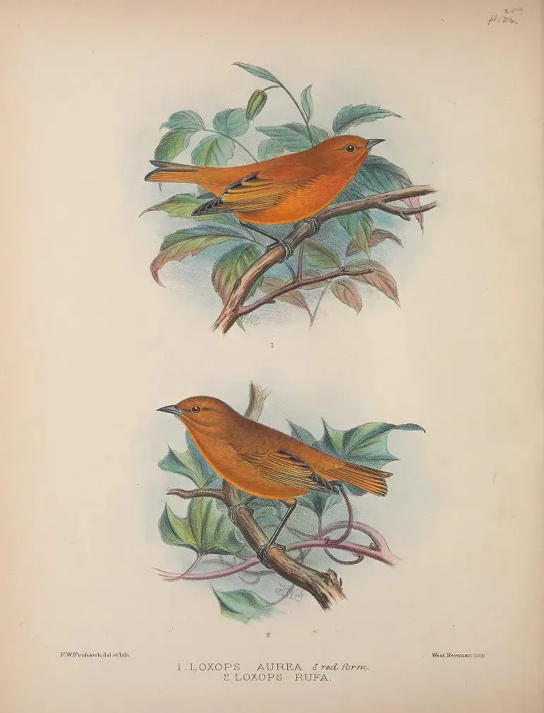 File:Loxops coccineus rufa AvesHawaiienses00Wils 0138.jpg