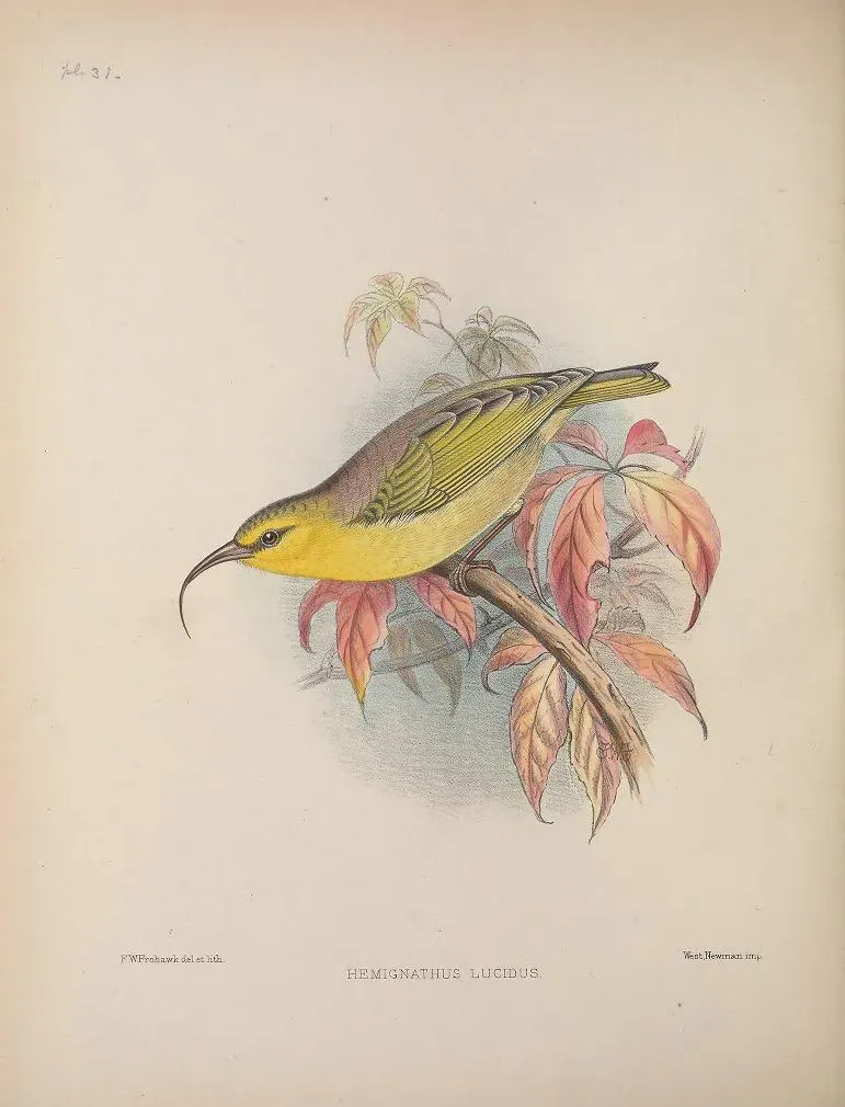 File:Hemignathus lucidus AvesHawaiienses00Wils 0172.jpg