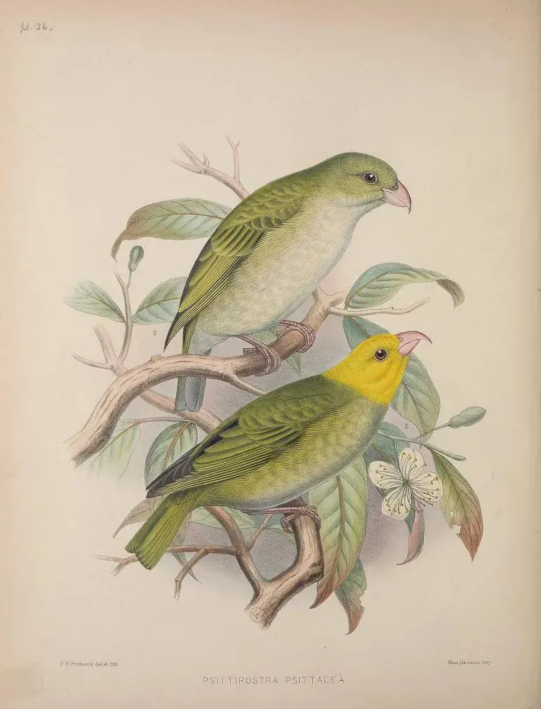 File:Psittirostra psittacea AvesHawaiienses00Wils 0194.jpg
