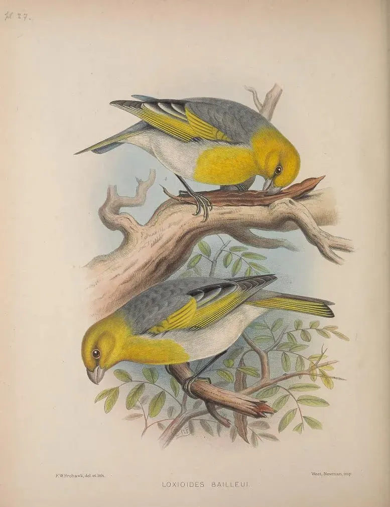 File:Loxioides bailleui AvesHawaiienses00Wils 0200.jpg