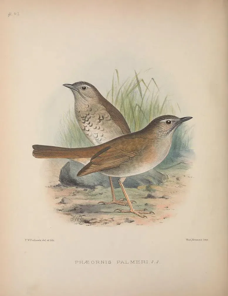 File:Myadestes palmeri AvesHawaiienses00Wils 0254.jpg