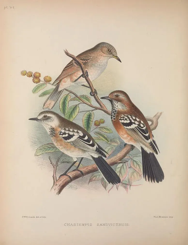 File:Chasiempis sandwichensis AvesHawaiienses00Wils 0258.jpg