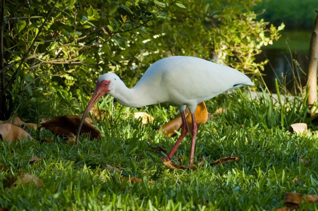 File:Eudocimus albus 1.jpg