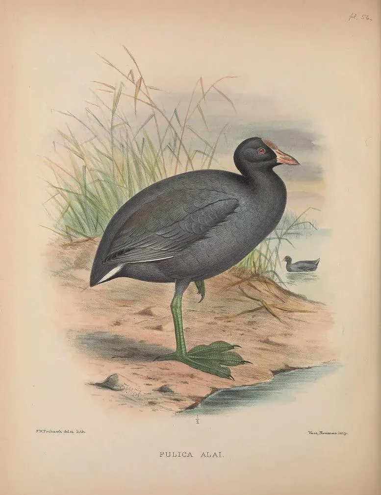 File:Fulica alai AvesHawaiienses00Wils 0310.jpg