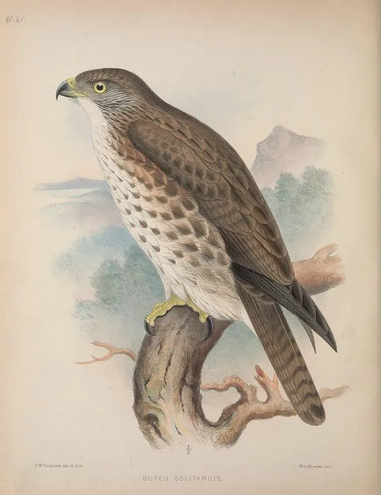 File:Buteo solitarius AvesHawaiienses00Wils 0336.jpg