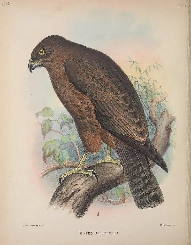 File:Buteo solitarius AvesHawaiienses00Wils 0338.jpg
