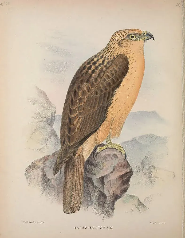 File:Buteo solitarius AvesHawaiienses00Wils 0340.jpg