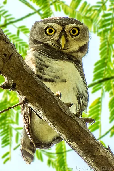 File:Forest Owlet Athene blewitti by Ashahar alias Krishna Khan.jpeg
