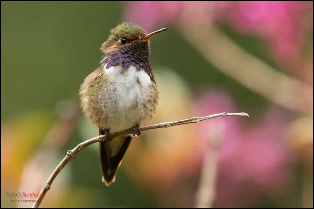 File:Volcano Hummingbird (Selasphorus flammula) landing.jpg