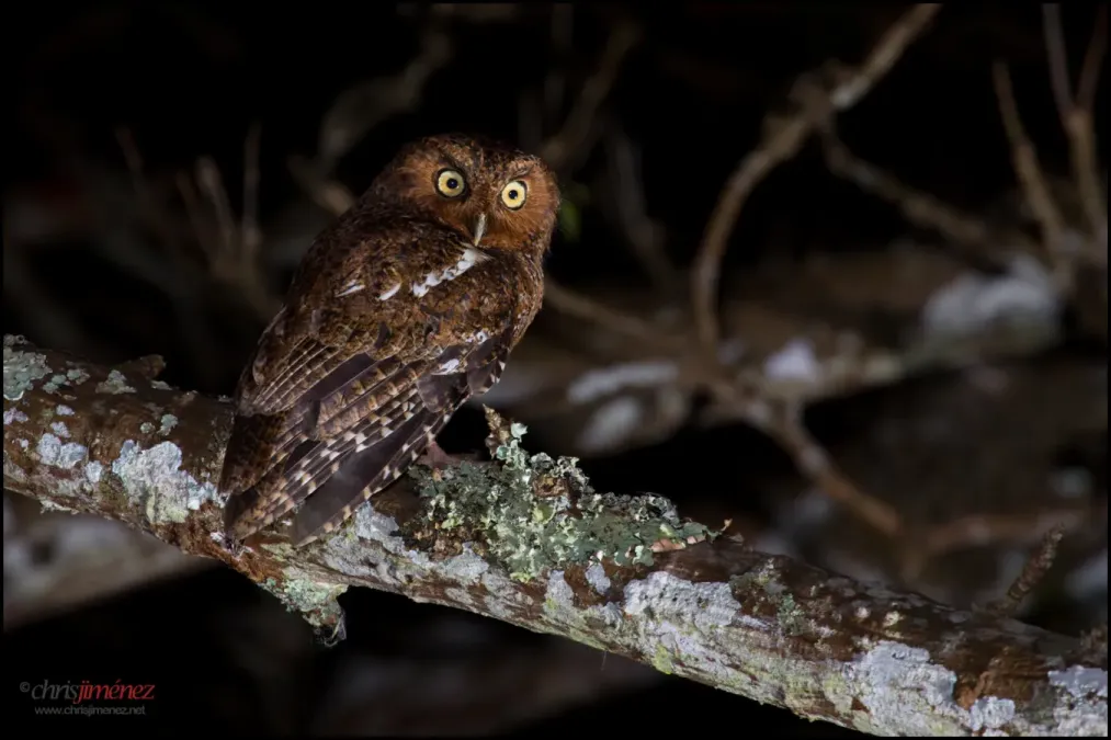 File:Bare-shanked Screech-Owl - Megascops clarkii.jpg