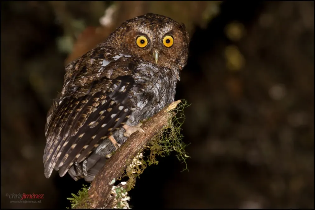File:Bare-shanked Screech-Owl (Megascops clarkii).jpg