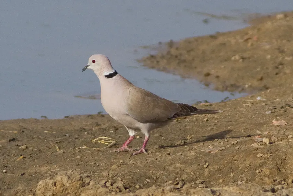 File:Streptopelia roseogrisea, Waza NP, Cameroon.jpg