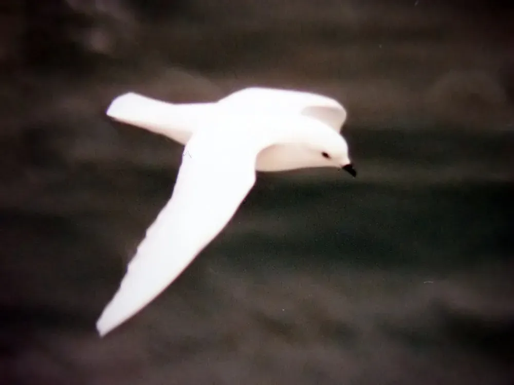 File:Pagodroma nivea in Ross Sea 2.jpg