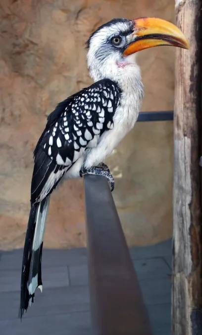 File:Tockus flavirostris 2008b.jpg