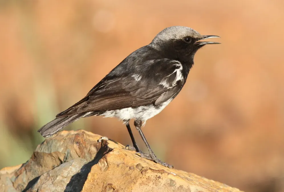 File:Myrmecocichla monticola, male, Suikerbosrand.jpg