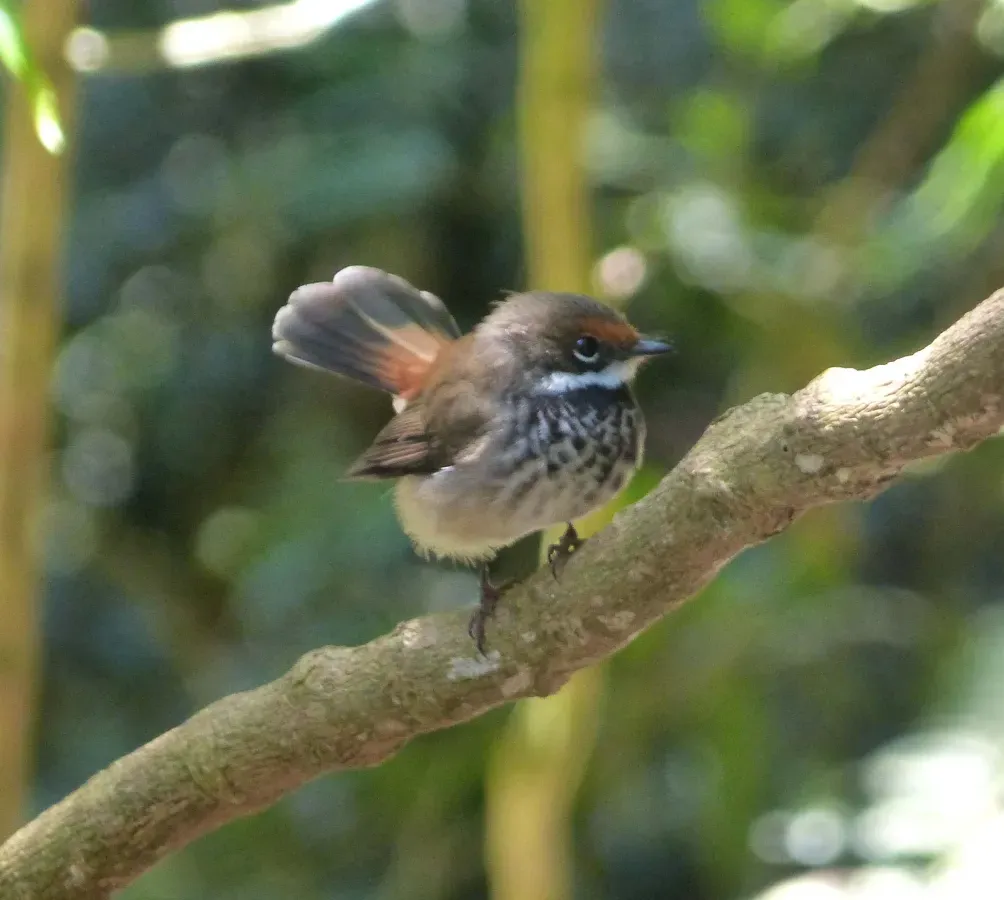File:Rufous Fantail. Rhipidura rufifrons (15618527757).jpg