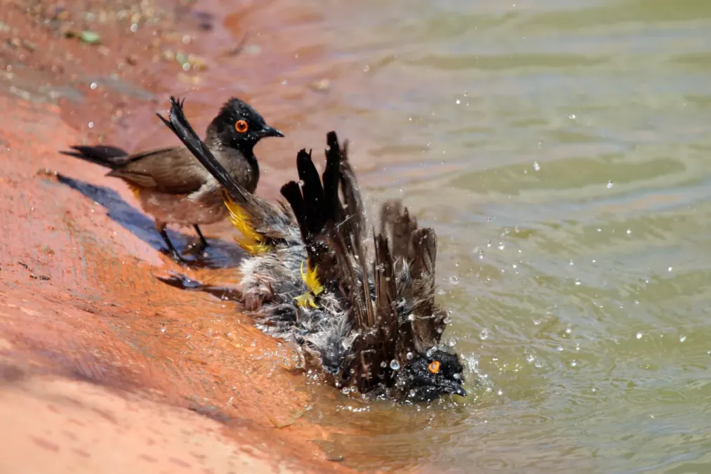 File:African red-eyed bulbuls (Pycnonotus nigricans) 3.jpg