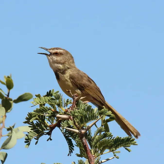 File:Black-chested prinia (Prinia flavicans) breeding female.jpg