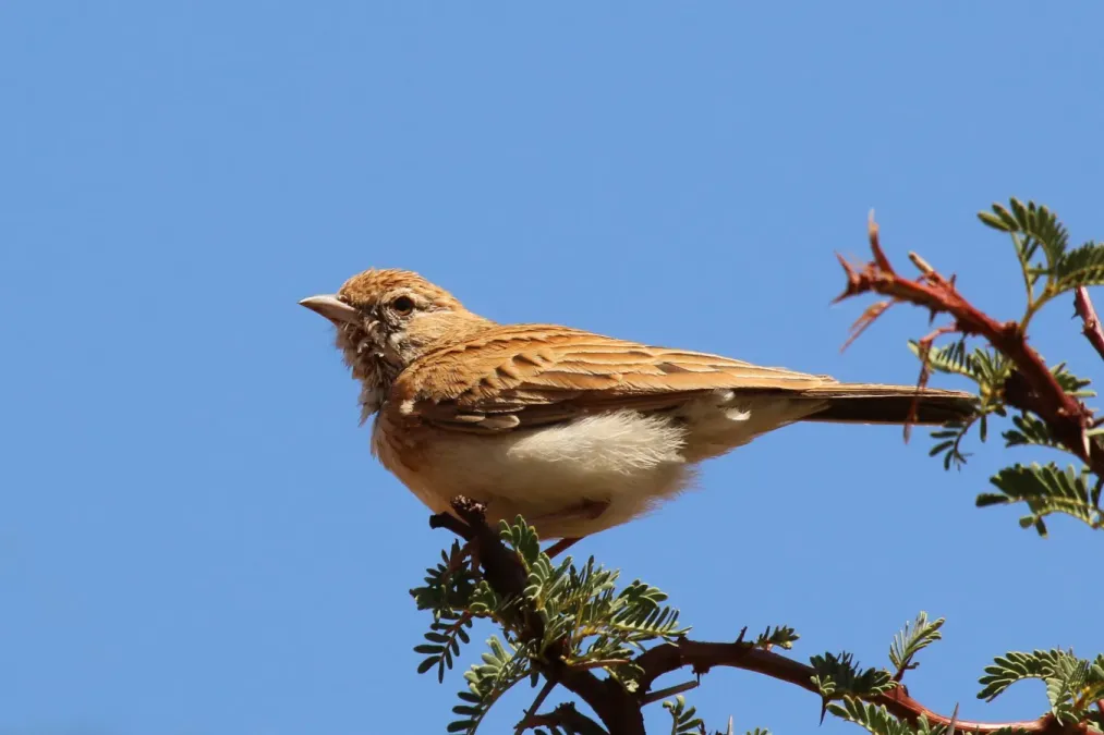 File:Fawn-coloured lark (Calendulauda africanoides).jpg