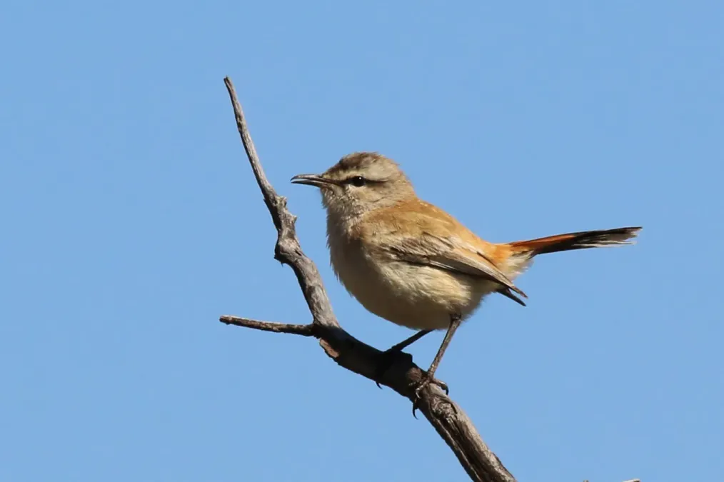 File:Kalahari scrub robin (Cercotrichas paena).jpg